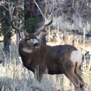 david kreidler - @gilamonster88 - Twitter