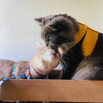 niuniu56547's profile picture. For nene only