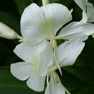 bettypsico's profile picture. Psicóloga, Terapeuta de Trauma. Docente Universitaria.