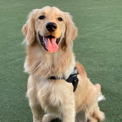 しゃっㄘょ、さんのプロフィール画像
