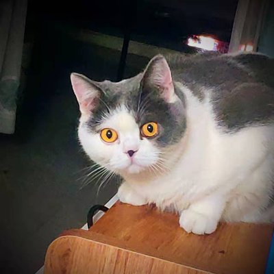 nicholasyss's profile picture. Front-end developer