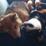 Crunchy_karma's profile picture. We are a pair of Shibas who live by one rule: what's ours is ours and what's yours is ours.