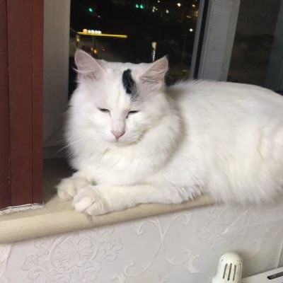 _xShang's profile picture. 