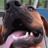 BrudogBlog's profile image
