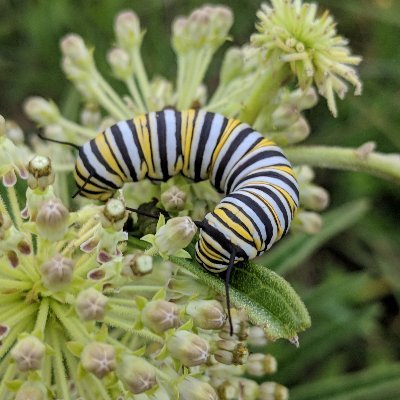 Research network that aims to describe and understand variation in plant-herbivore interactions around the world and across the tree of life. Tweets by @scilyon