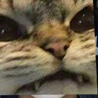 kevineleven (@panaramadraq) 's Twitter Profile