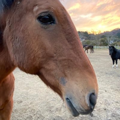 aporon1964's profile picture. 