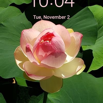 lotuseveryday's profile picture. Lotus pictures