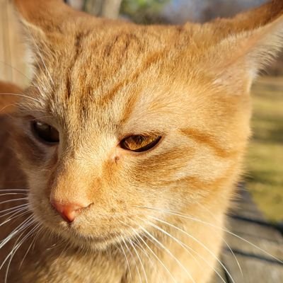 _derpydog's profile picture. 