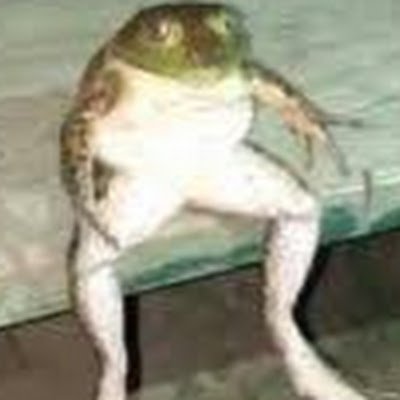 ReptileVibes's profile picture. 