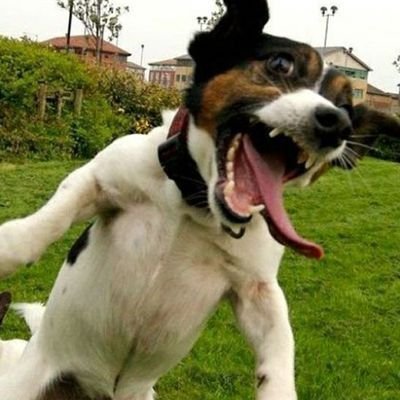 Apruebo a lo maldito! Mosca de bar, Thrasher, tengo un sobrino , hago fotos 📸 quiltros 🐕❤️ soy feliz!