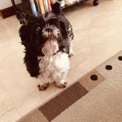 marino59479861's profile picture. over 70 mi piacciono 🐕 e cavalli 🐴dimenticavo  pure i gatti 🐈