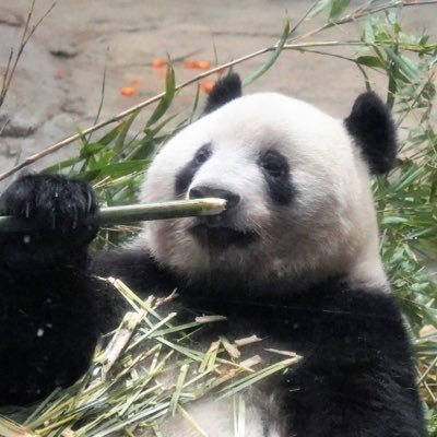 zenchan0830's profile picture. パンダ🐼メインの垢。