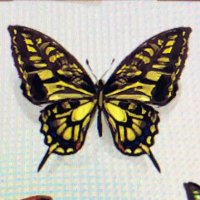 CTK (@susk_tkc) 's Twitter Profile