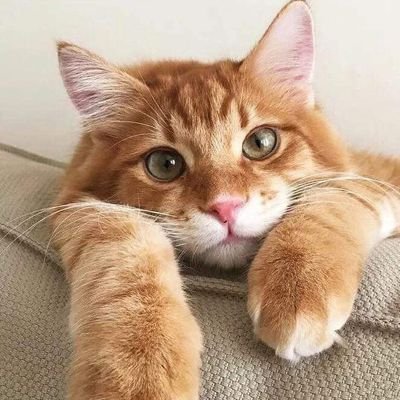 jihyo6068's profile picture. welcome to my world