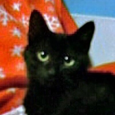 yayako_38's profile picture. Age20↑.桜と猫が大好きな日本人.BLGL時事RP多々注意.プロアスリート羽生結弦選手を応援しています⛸️｜ドラクエシリーズ｜DQB DQB2｜RAIDOU｜FFT｜カミュ主｜ククマル｜シド主♂｜