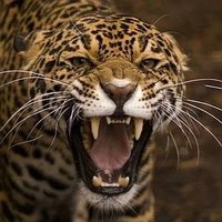 RAM666 #ππ¦π€πππ’ππ²π’π―π―π’π―π¬π° (@ram66614) 's Twitter Profile