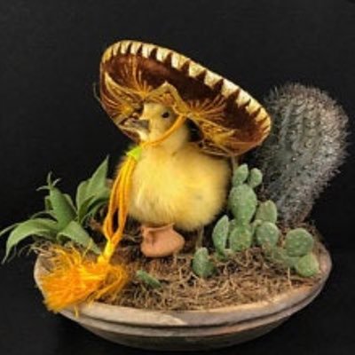 Chris Ⓩ (chri chri l’italiano) mister canardo 🦆