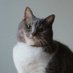 MEG THE CAT (@megthekitten) Twitter profile photo MEG THE CAT (@megthekitten) Twitter profile photo
