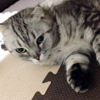 スタッフA★メンズエステ|パム|新宿|メンズエステ|メンエス (@phamu01) 's Twitter Profile