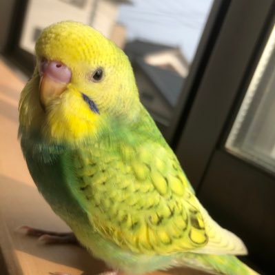 めぇさんのプロフィール画像