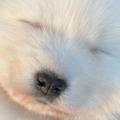 【アライ畜犬牧場2021年10月10日生まれ】のサモエド【ちてつ】の成長日記。サモエド大好き家族の成長日記です！なるべく更新を心がけます…。犬バカですが暖かい目で見守ってください(*´艸`)