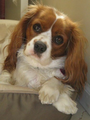 brenda99's profile picture. corporate travel professional, reiki healer, dog rescuer