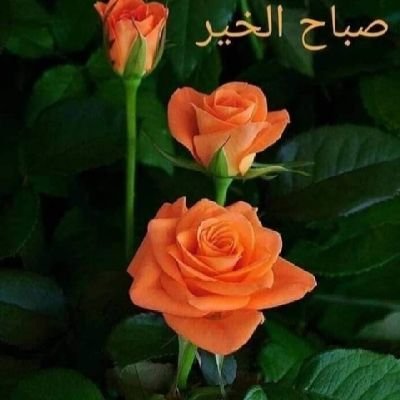 KhalilAbuhamad1's profile picture. 