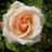 l_yolanda's profile image