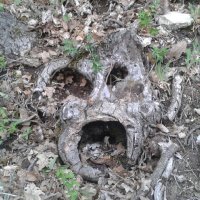 Colporteur (@clprtr) 's Twitter Profile