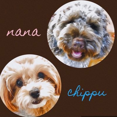 【オーストラリアン・ラブラドゥードル🐶♀ 】プードルとラブラドールのミックス犬🐩 &【チワワ✖︎トイプードル🐶♂】チワプー🐕。愛犬の日常を呟きます〜。気軽にフォローしてもらえると嬉しいです🐾❣️