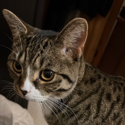 MissAhmad123's profile picture. Year 4 teacher. Maths lead. Diversity champion. NPQML. MCCT. Lupus fighter. Author of Unbound: Breaking Free https://t.co/QzsnJZY0lV