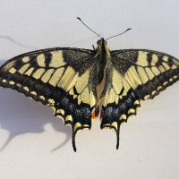 Marin Charleville (@charlevillem) 's Twitter Profile