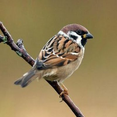 Ganu8536's profile picture. Arya