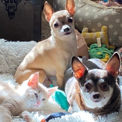 3 Chihuahua’s 3 Cats and the hoomom, we love seeing all the other pups and kitties on Twitter and we follow back to!! Work in healthcare, hockey fan, Go CANES!