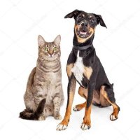 animalipeludos (@animalipeludos) 's Twitter Profile Photo animalipeludos (@animalipeludos) 's Twitter Profile Photo