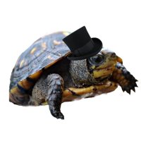 Morganus Prime (@domedigger) Twitter profile photo