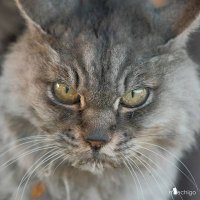 Chad Cats - Prawilne koty(@dailychadcat) 's Twitter Profile Photo