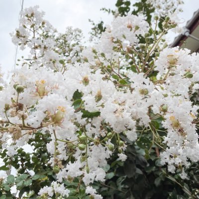 waccamica's profile picture. Graphic Designer, Yogalover & Teacher