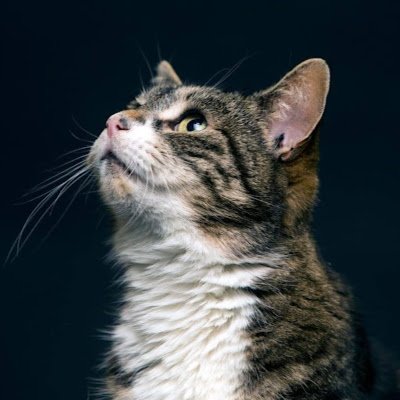 Dontdie_Imfree's profile picture. Don't die