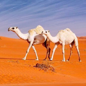 🐪🐪🐪 ماتـرجلنا عـن ( العوص ) النجـايــب🐪🐪🐪 🐪🐪🐪 لجـل يسـرق مـن ( يتيمتنـا ) عشاها🐪🐪🐪