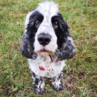 Gubz900 (@gubz900) 's Twitter Profile Photo