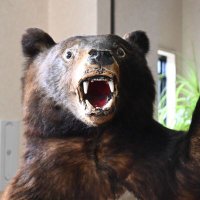 古いアコギ (@tomy01926405) 's Twitter Profile