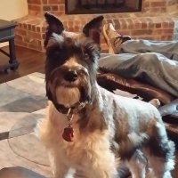 Theresa A (@varks3) 's Twitter Profile