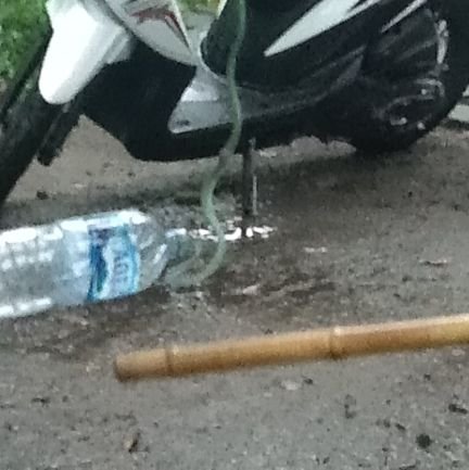 TediSyamhari's profile picture. 