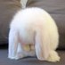 กระต่ายกินเนื้อ (@phonlawatl0ve) Twitter profile photo กระต่ายกินเนื้อ (@phonlawatl0ve) Twitter profile photo