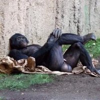 Chorgan (@morgan_king69) 's Twitter Profile Photo Chorgan (@morgan_king69) 's Twitter Profile Photo