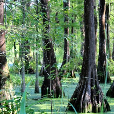 BourDeschamps's profile picture. 