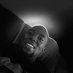 Emmanuel Lubandi (@ema_lubandi) Twitter profile photo Emmanuel Lubandi (@ema_lubandi) Twitter profile photo