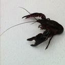 Sandi Thomas - @sandipants13 - Twitter